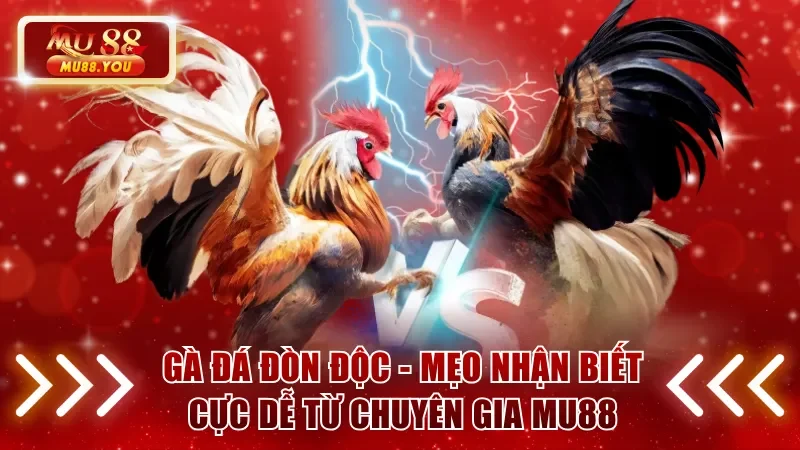 Gà đá đòn độc