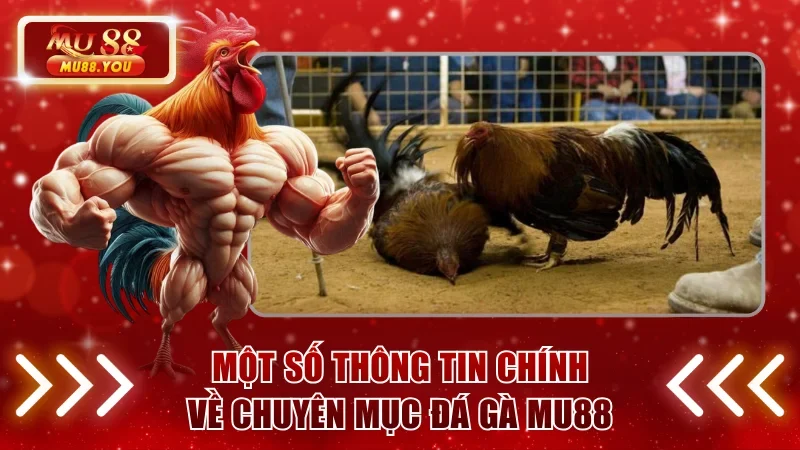 Một vài thông tin tổng quan về đá gà MU88