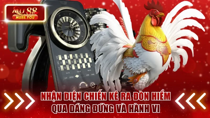 Nhận diện chiến kê ra đòn hiểm qua dáng đứng và hành vi