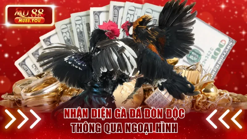Nhận diện gà đá đòn độc thông qua ngoại hình