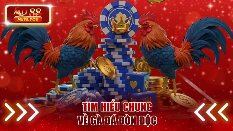 Tìm hiểu về gà đá đòn độc